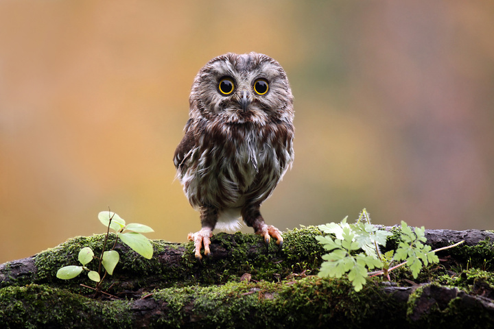 Saw Whet Owl