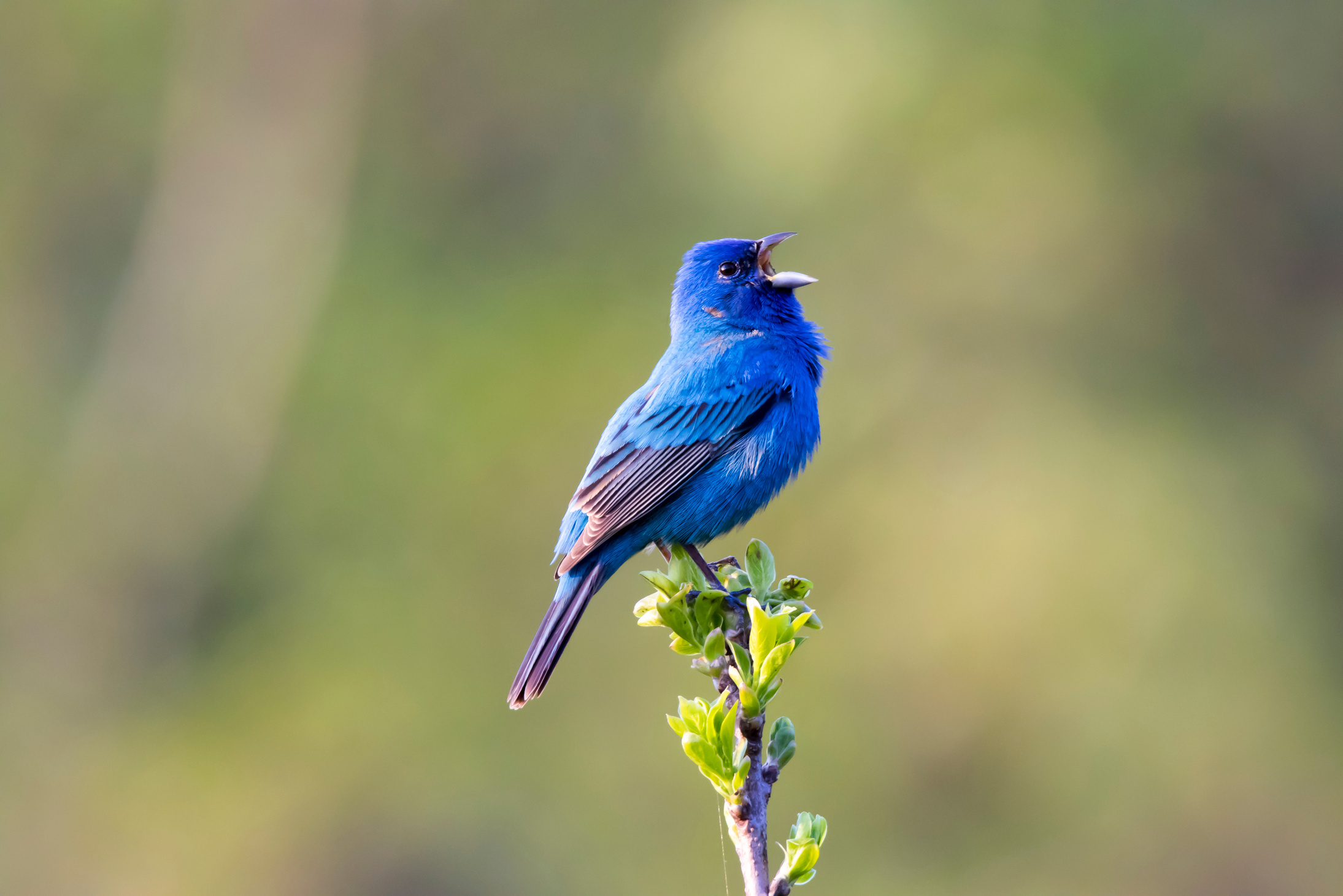 Singing Indigo Bunting